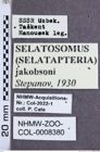 Etiketten zu Selatosomus jakobsoni (Stepanov, 1930) (NHMW-ZOO-COL-0008380)